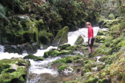 Tawerau Falls Loop Track