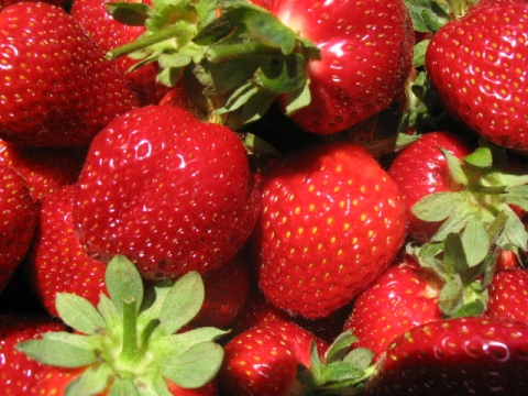 Piopio Berry Orchard