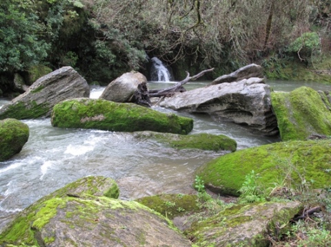 Mangaotaki Scenic Reserve